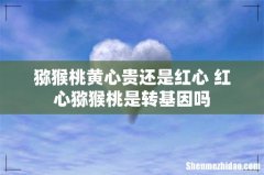 猕猴桃黄心贵还是红心 红心猕猴桃是转基因吗