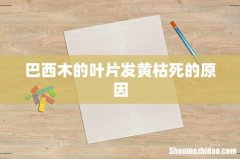 巴西木的叶片发黄枯死的原因