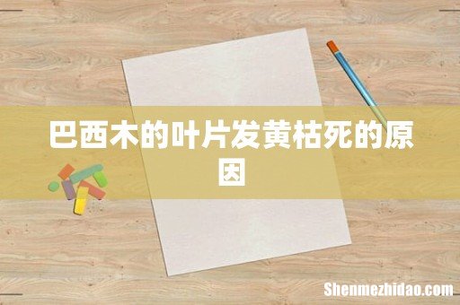 巴西木的叶片发黄枯死的原因