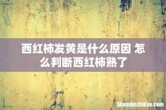 西红柿发黄是什么原因 怎么判断西红柿熟了