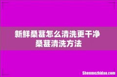 新鲜桑葚怎么清洗更干净 桑葚清洗方法