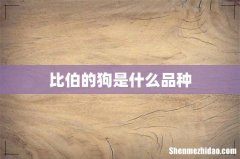 比伯的狗是什么品种
