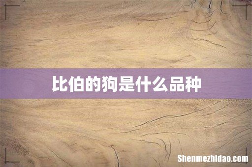 比伯的狗是什么品种