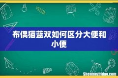 布偶猫蓝双如何区分大便和小便