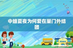 中蜂夏夜为何爱在巢门外结团