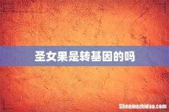 圣女果是转基因的吗