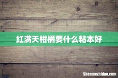 红满天柑橘要什么粘本好