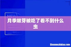 月季嫩芽被吃了看不到什么虫