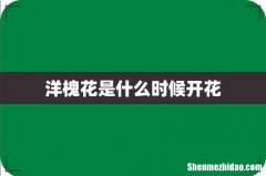 洋槐花是什么时候开花