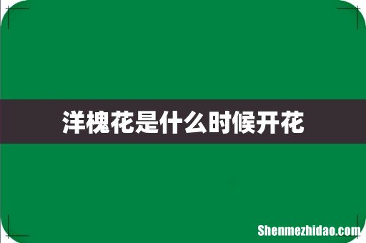 洋槐花是什么时候开花