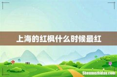 上海的红枫什么时候最红