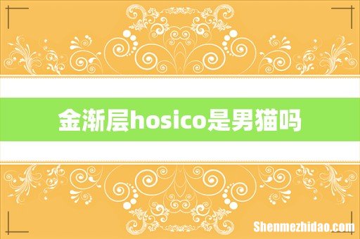 金渐层hosico是男猫吗