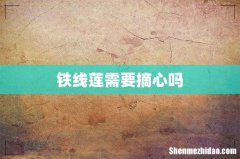 铁线莲需要摘心吗