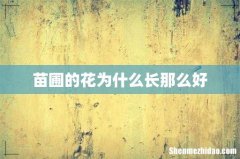 苗圃的花为什么长那么好