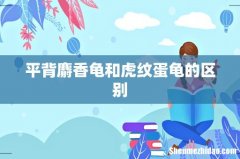 平背麝香龟和虎纹蛋龟的区别