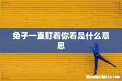 兔子一直盯着你看是什么意思