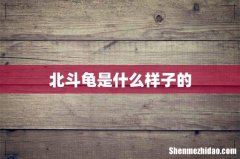 北斗龟是什么样子的