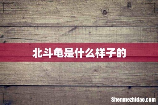 北斗龟是什么样子的