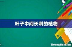 叶子中间长刺的植物