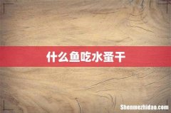 什么鱼吃水蚤干