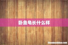卧鱼龟长什么样