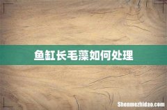 鱼缸长毛藻如何处理